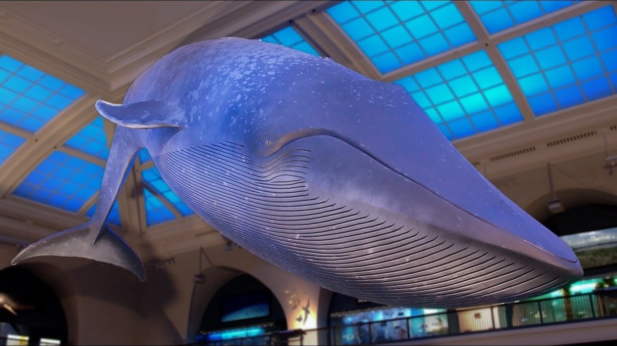 american museum of natural history