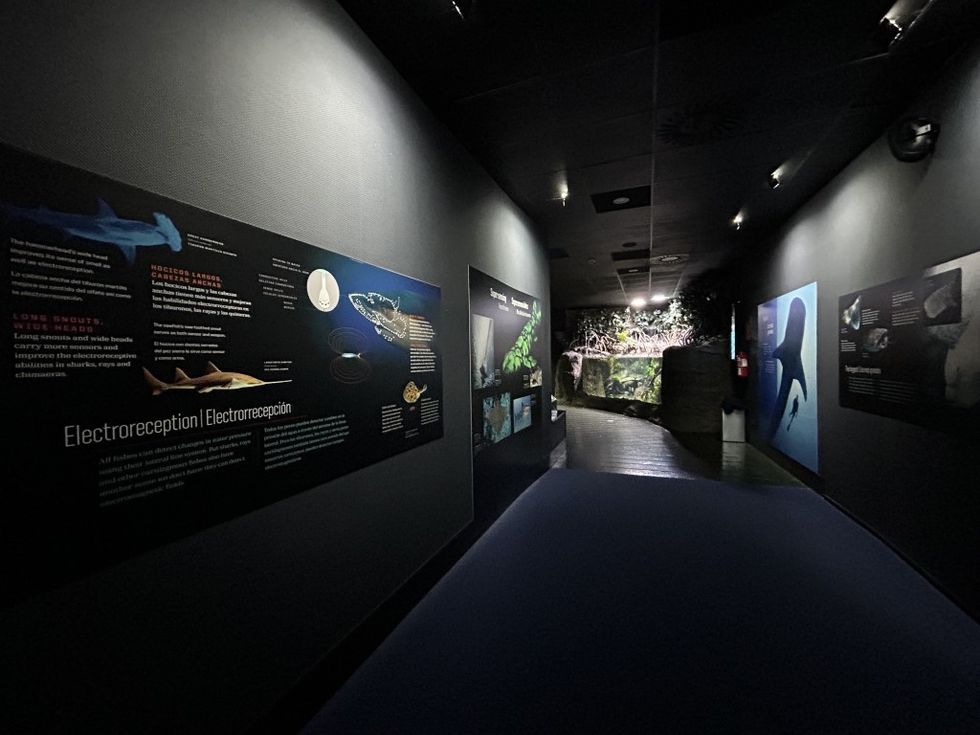 AMNH Sharks courtesy Bioparc Gijon, c. A Castellanos AMNH