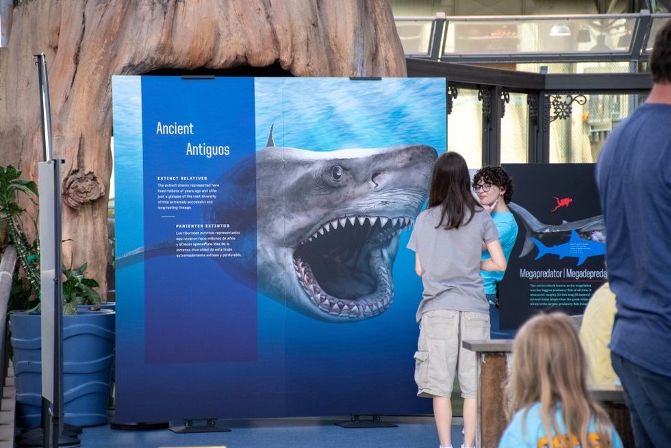 AMNH Sharks courtesy Photo Team St. Louis Aquarium