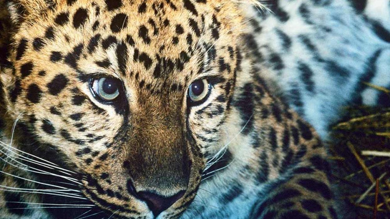 amur leopard WWF