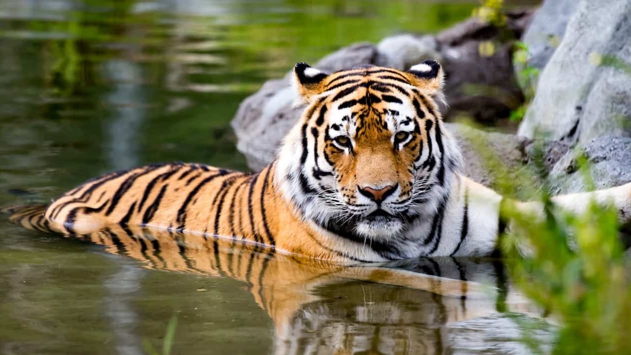 Amur tiger at Assiniboine Park Zoo