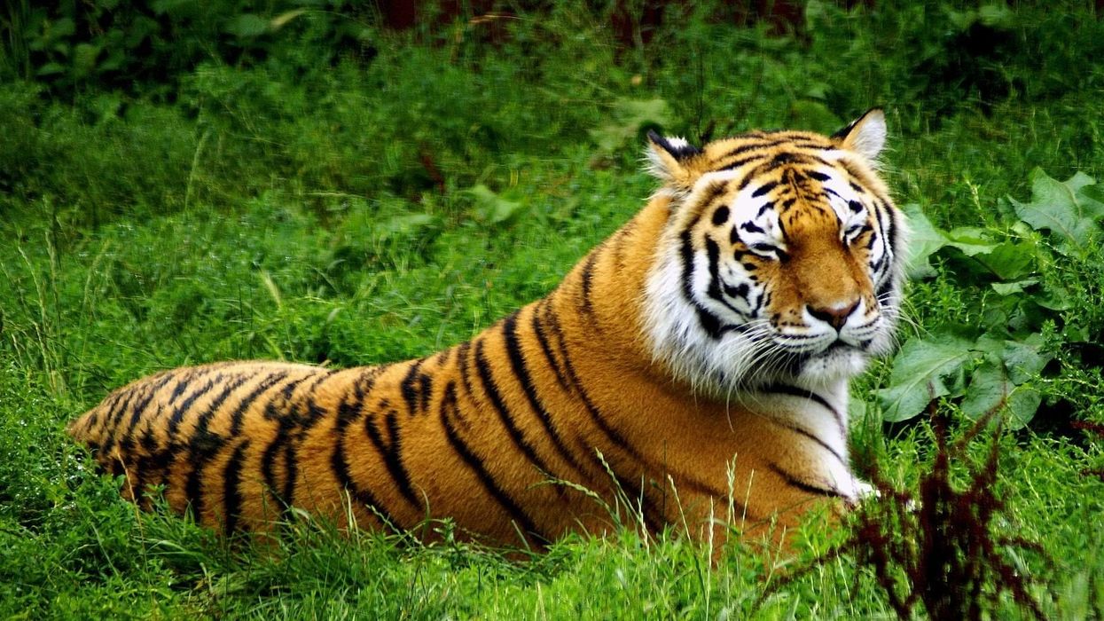 amur tiger detroit zoo