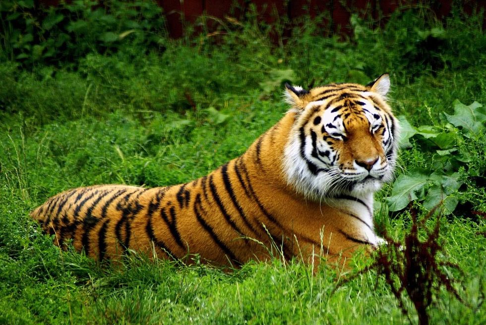 amur tiger detroit zoo