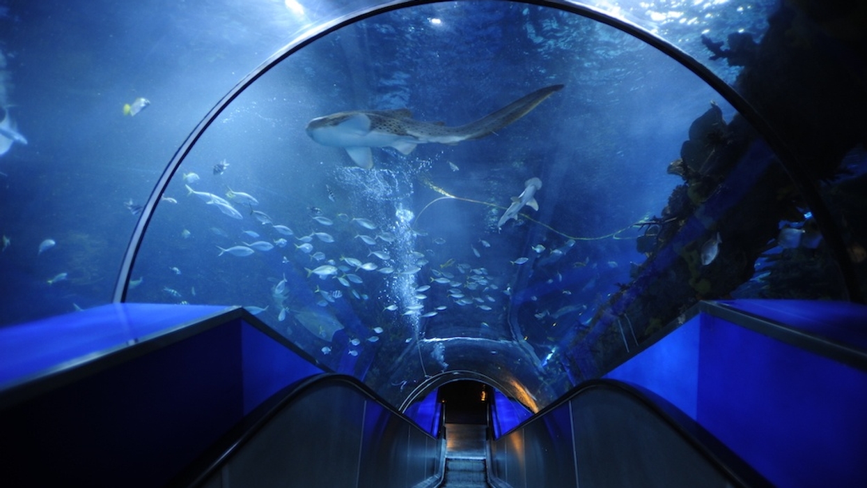 An escalator ascends through a large, curved acrylic tunnel at Beijing Aquarium with sharks and fish swimming overhead.