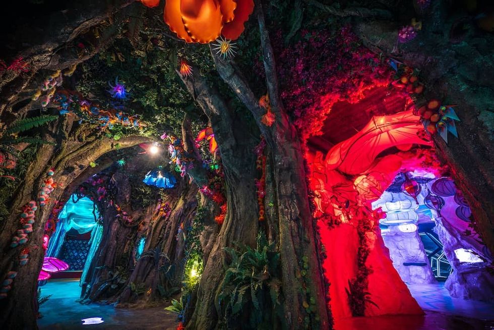 Ancient tree at Wake the Tiger