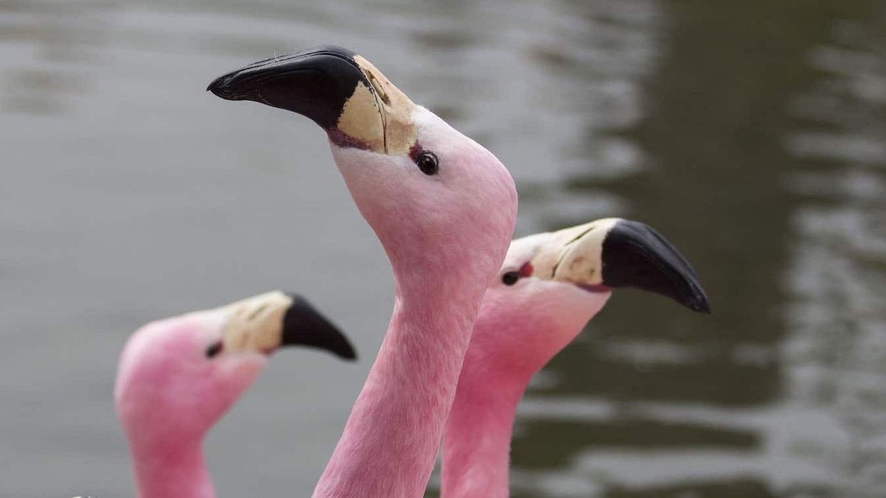 Andean Flamingo at WWT Slimbridge