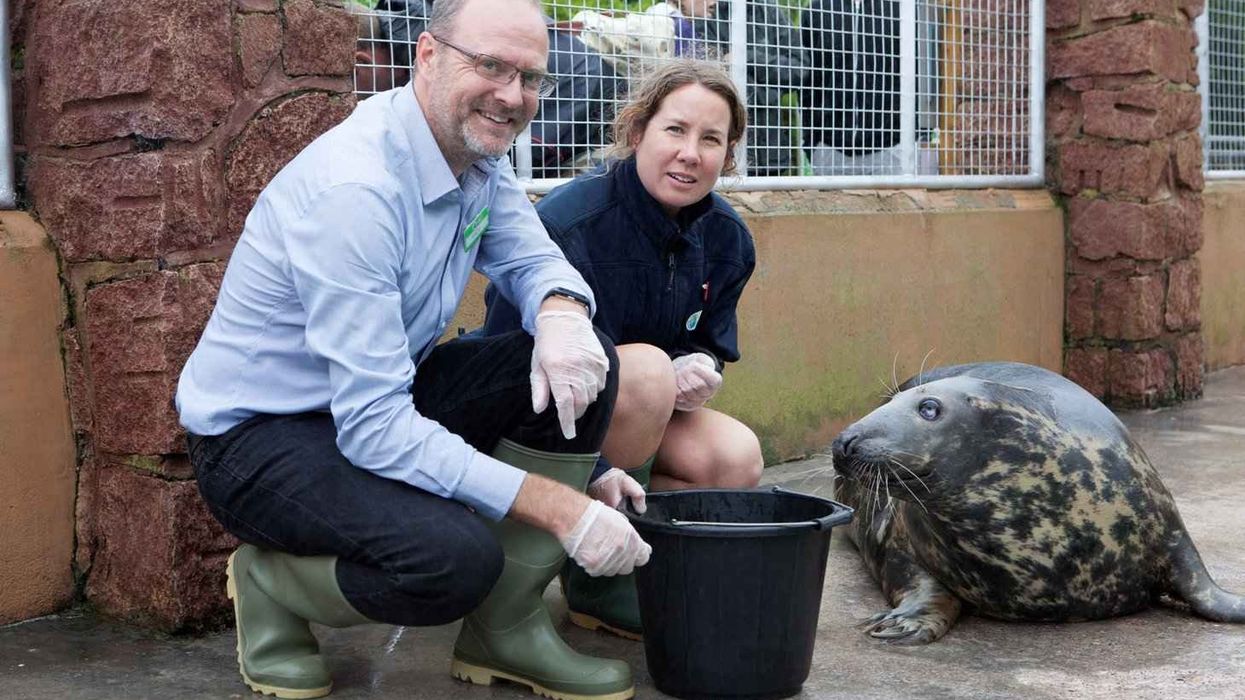 andy bool of seal life trust with seal at cornish seal sanctuary