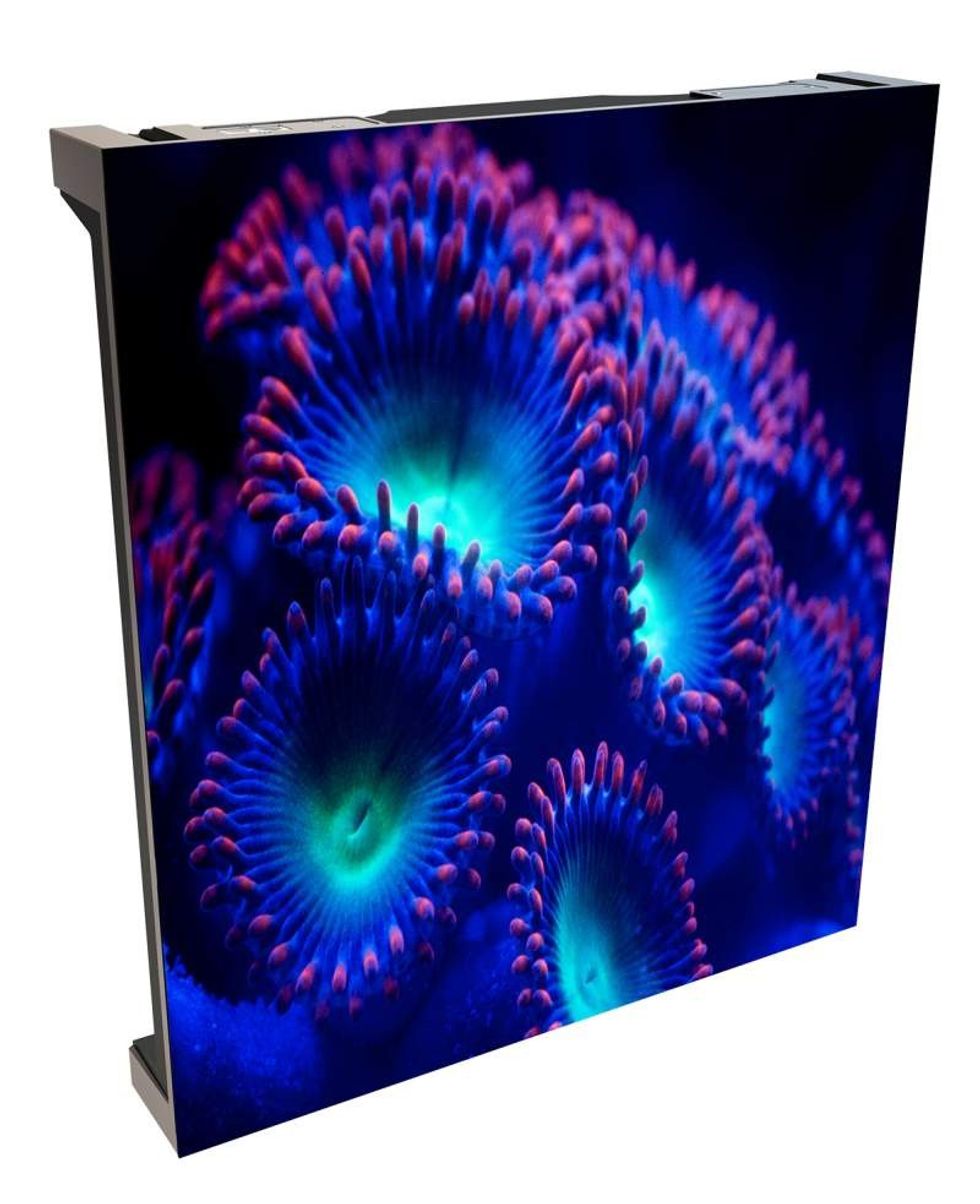 anemones on christie velvet coreplus led screen