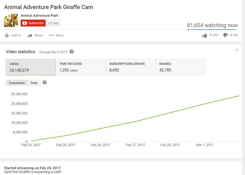 animal adventure park april the giraffe giraffecam youtube stats