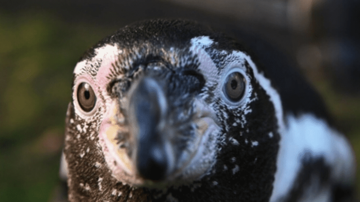 Animal at Neumunster Zoo