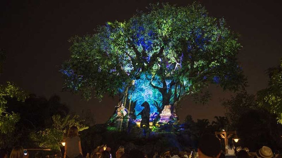 Animal Kingdom after hours disney