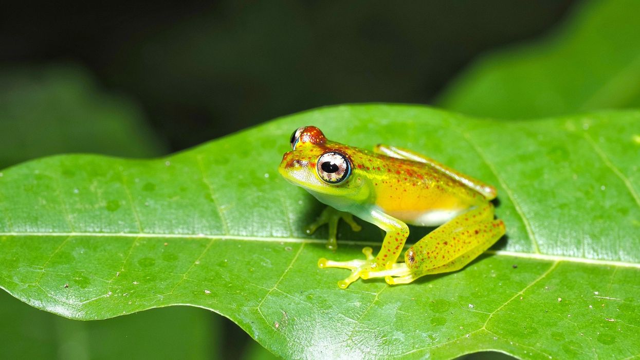 ankarafa skeleton frog