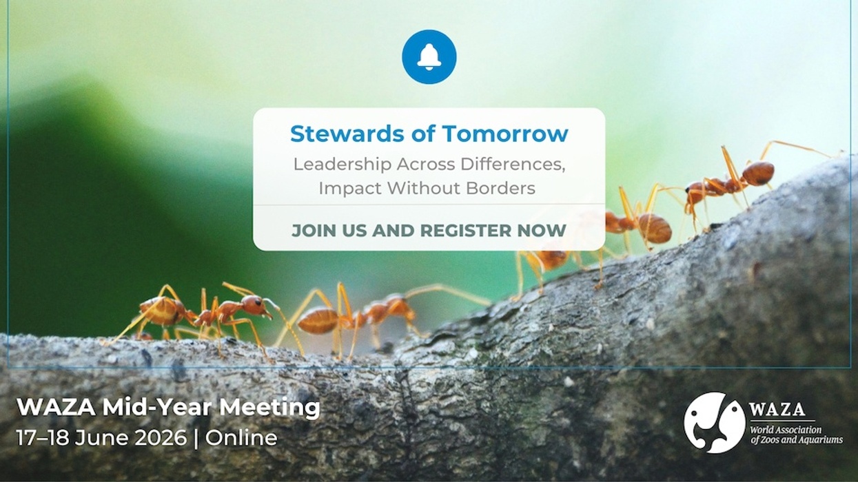 Ants on a branch with text about WAZA Mid-Year Meeting, 17-18 June 2026, online.