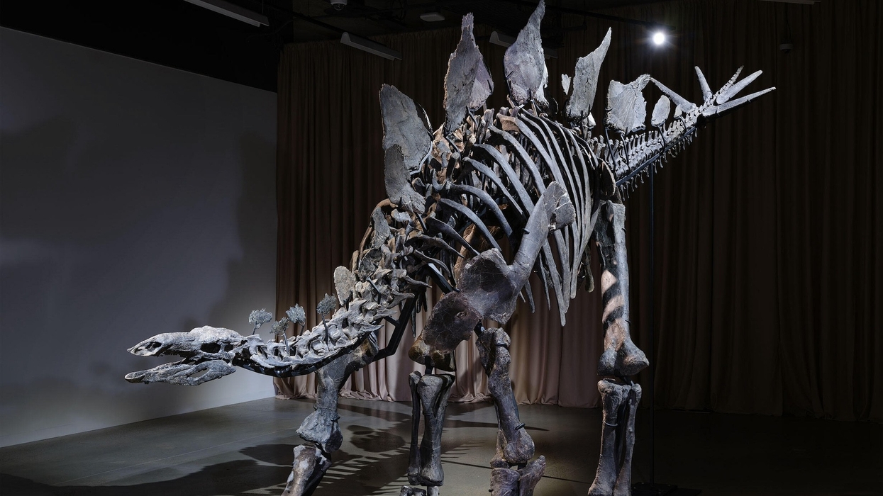 apex stegosaurus american museum of natural history