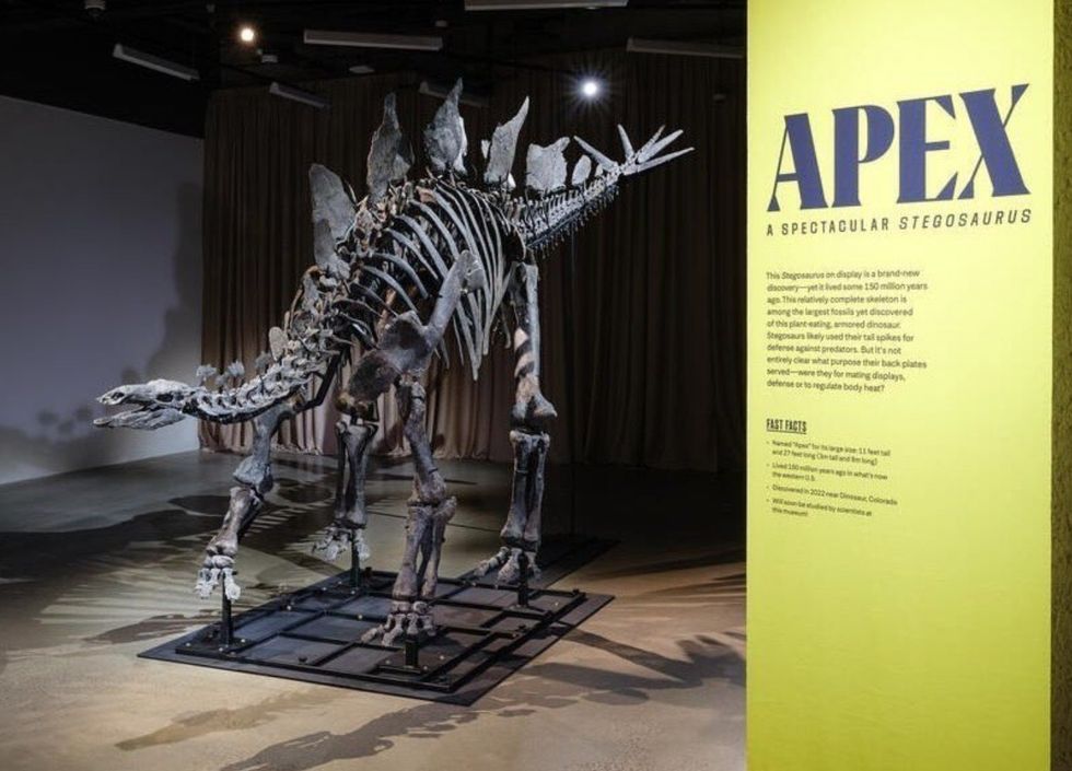apex stegosaurus american museum of natural history