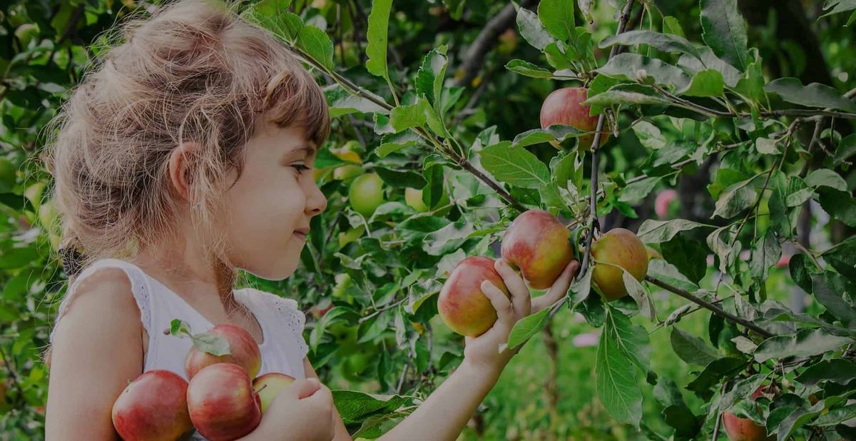 Apple-picking-Floriade