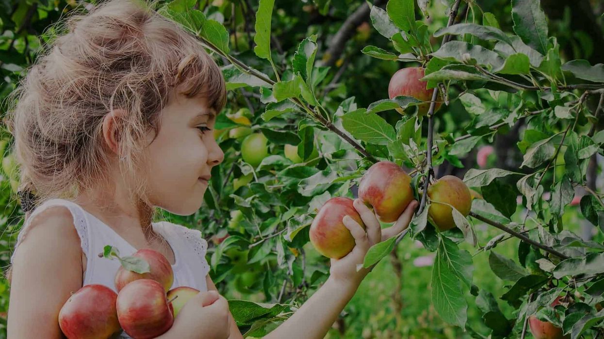 Apple-picking-Floriade
