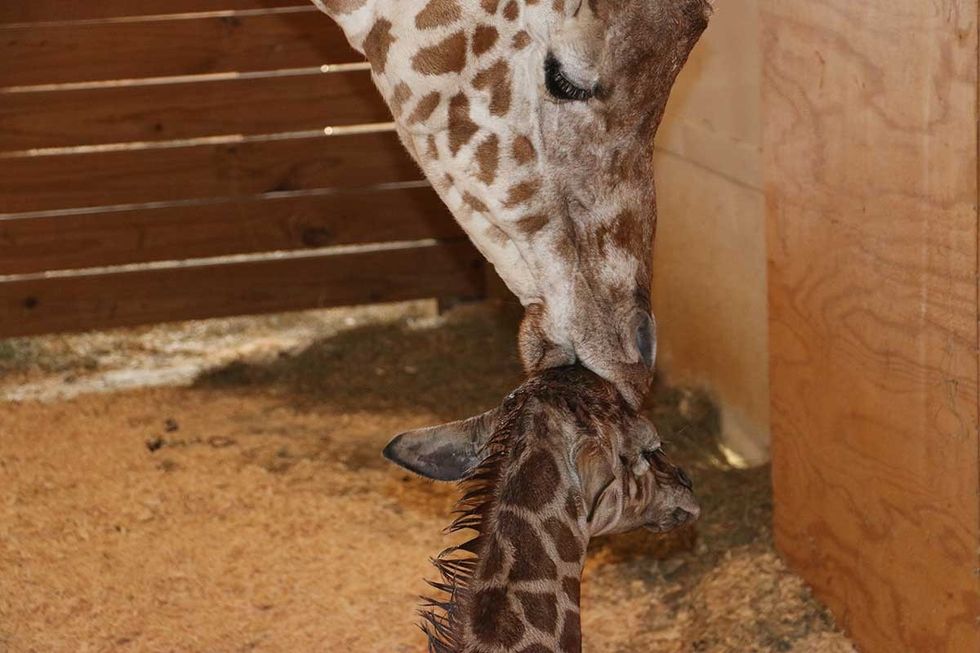 april the giraffe and her new baby animal adventure