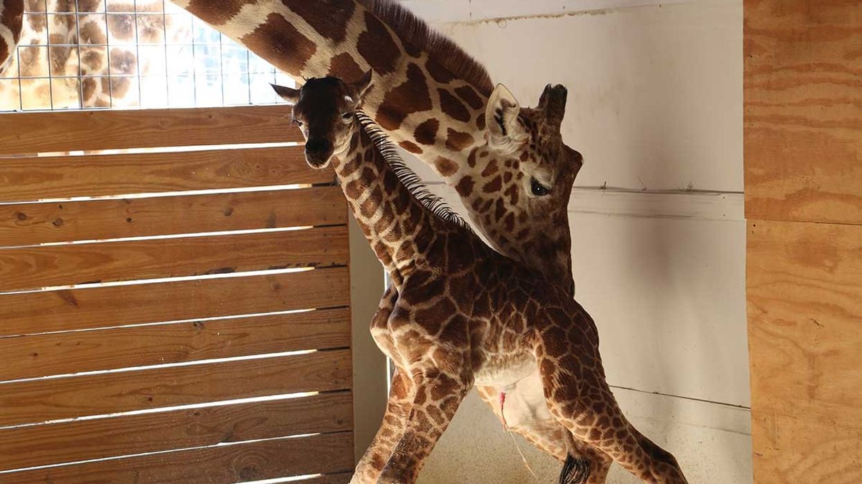 April the giraffe baby animal adventure