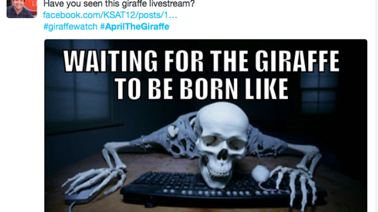 april the giraffe baby skeleton twitter