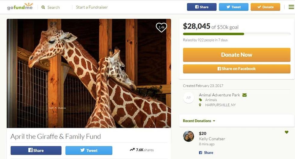 april the giraffe gofundme