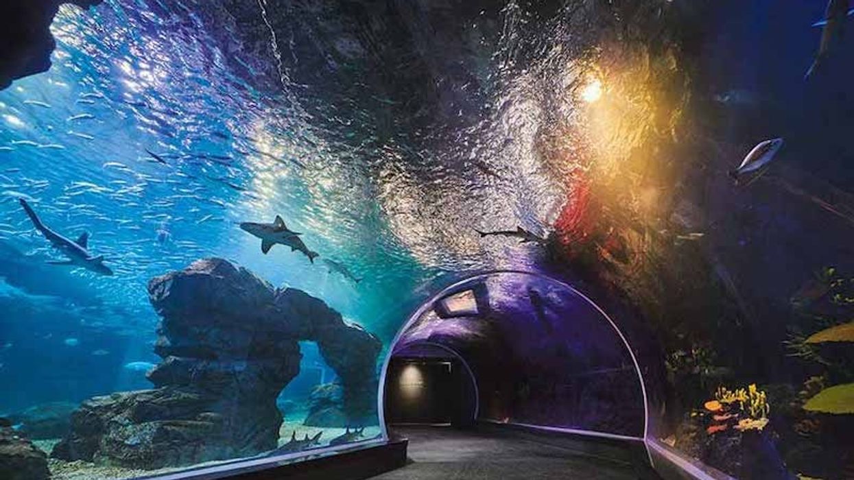 aqua planet gwanggyo south korea aquarium