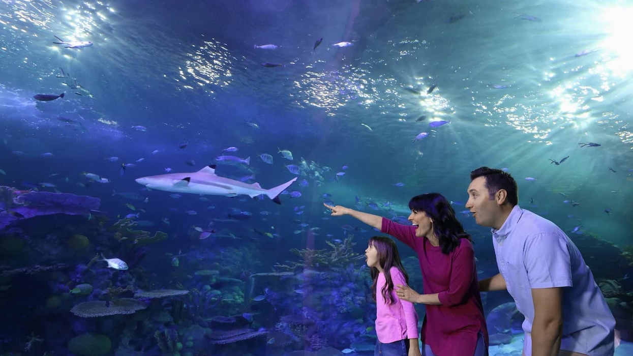 Aquarium at the Boardwalk