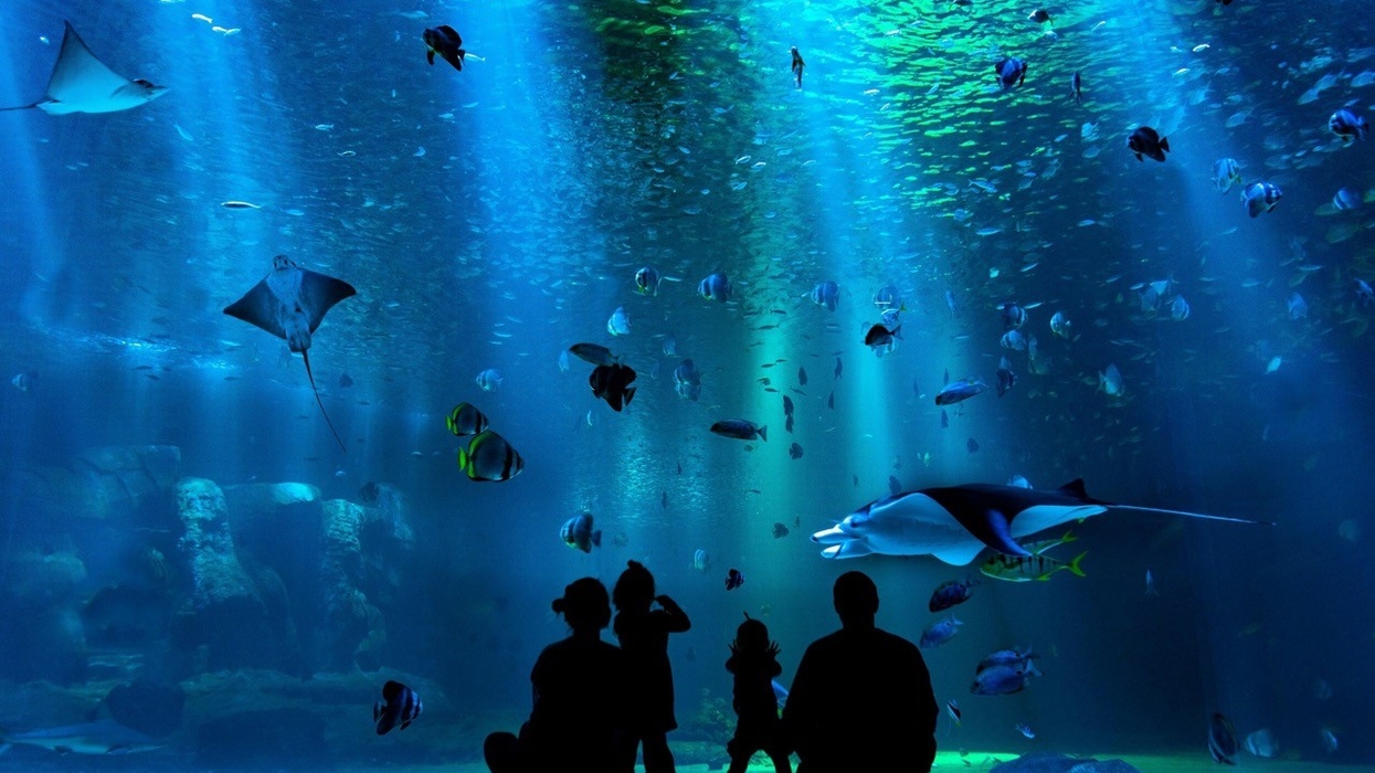 Aquarium Conservation Partnership (ACP) large aquarium tank with fish and visitors silhouetted.