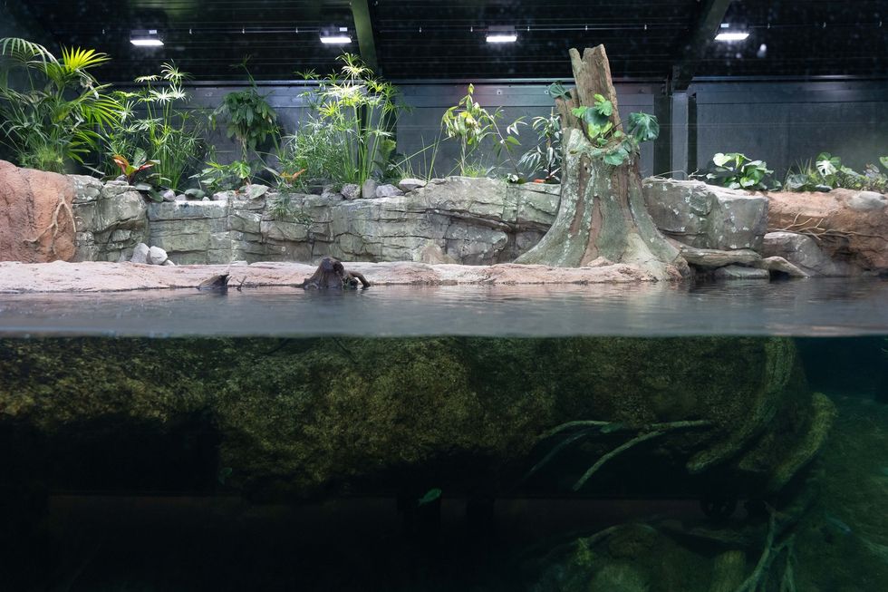 Aquarium exhibit at Bristol Zoo Project with underwater and surface view of plants and a turtle on a log