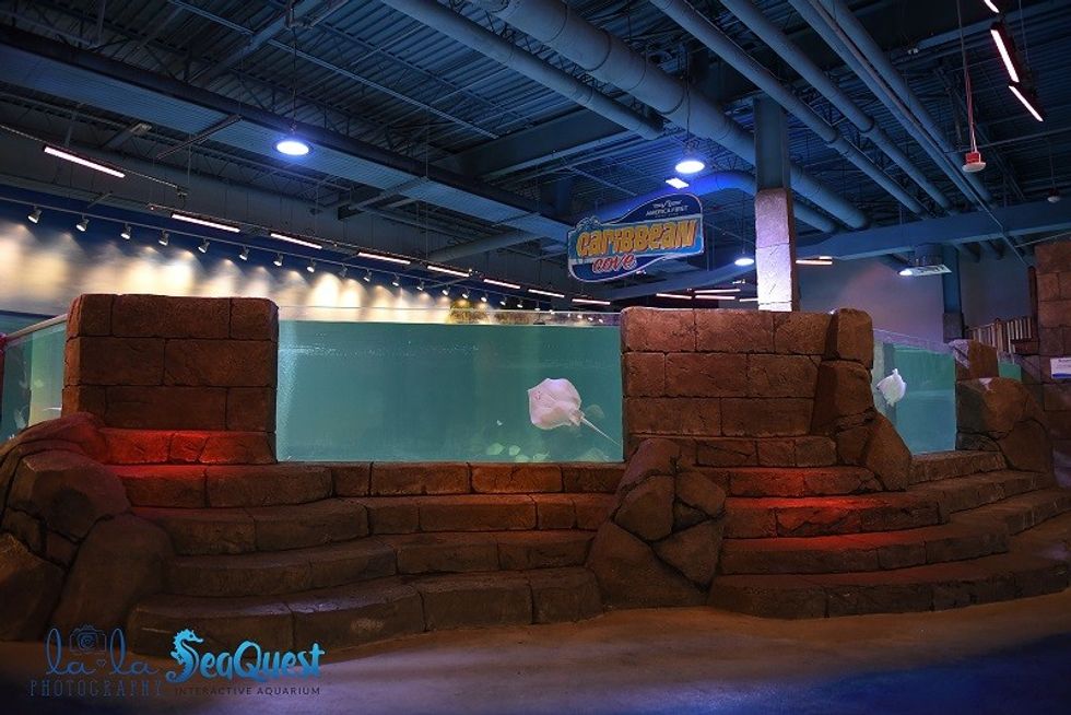 aquarium seaquest interactive