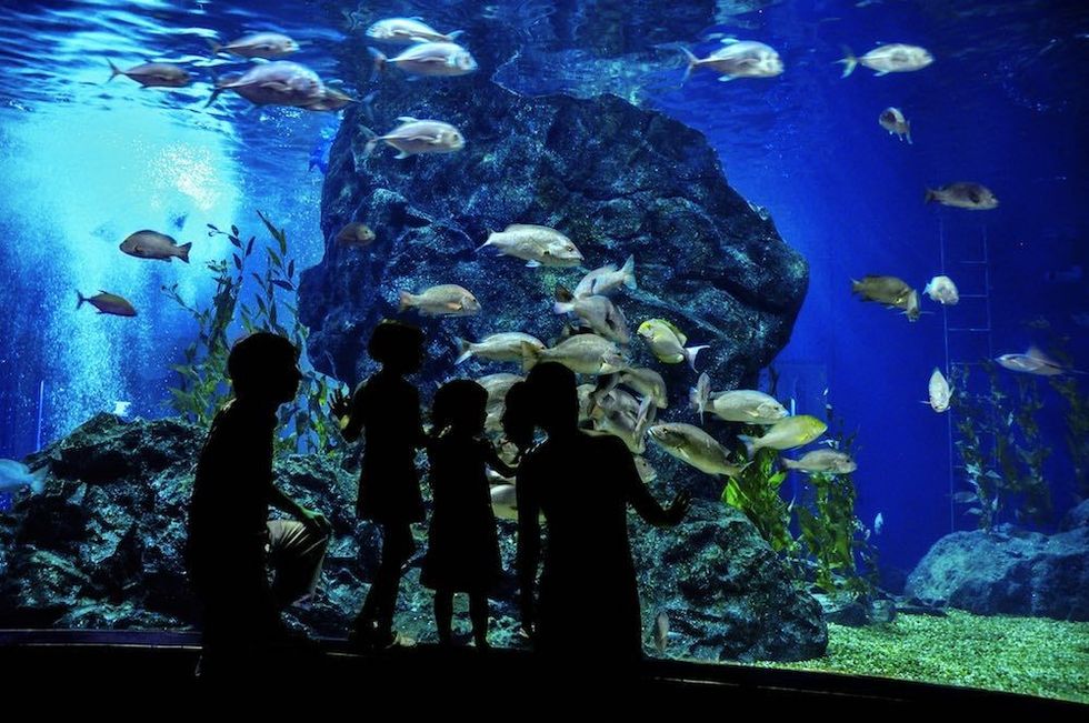 aquarium visitors