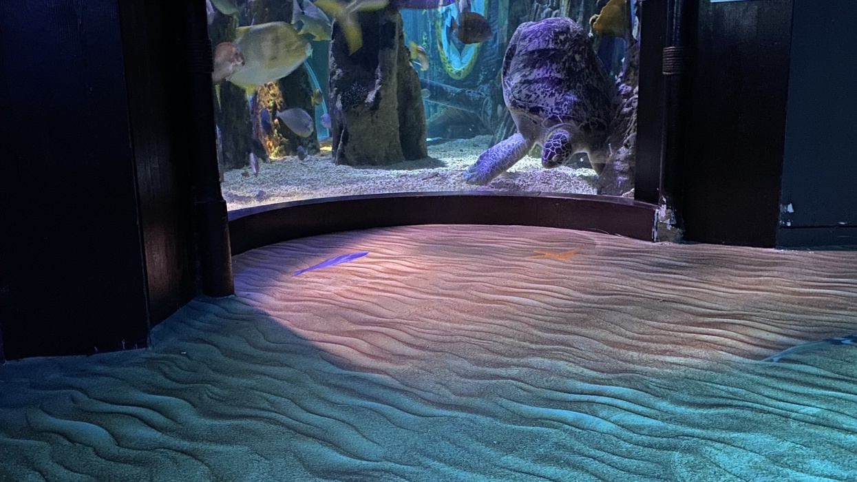 Aquarium with fish swimming, textured sand-like floor, and turtle in the background.