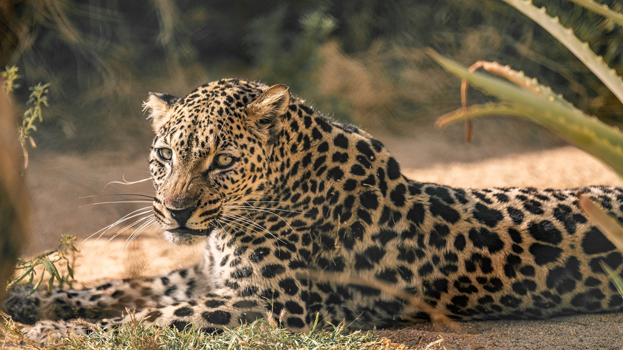 Arabian leopard resting on grass in sunlight, surrounded by greenery.