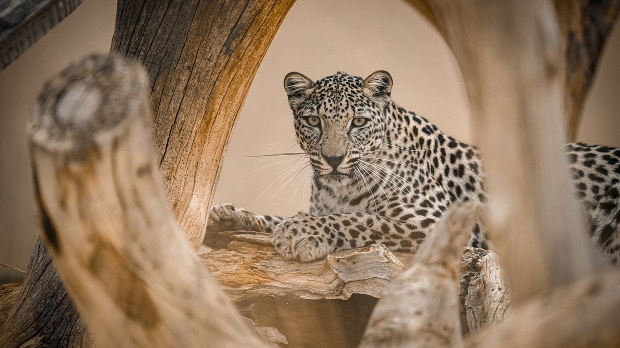 arabian leopard
