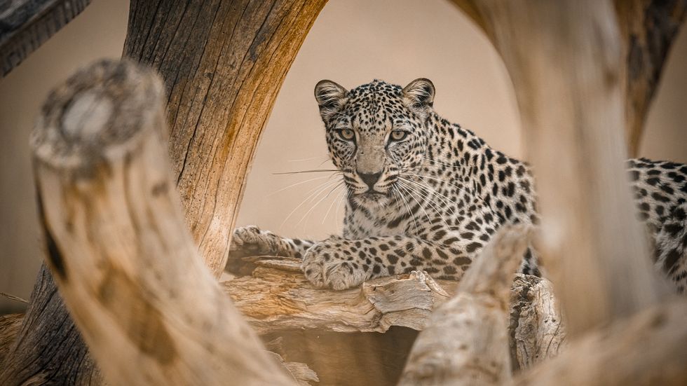 arabian leopard