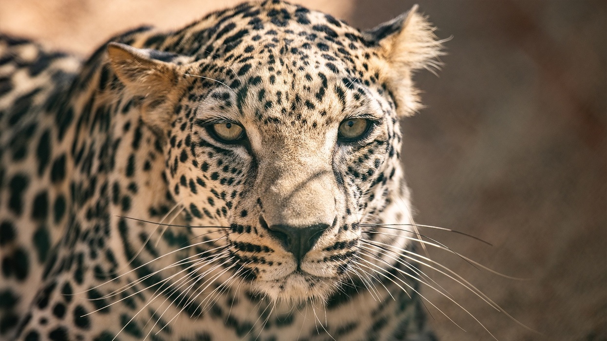 arabian leopard