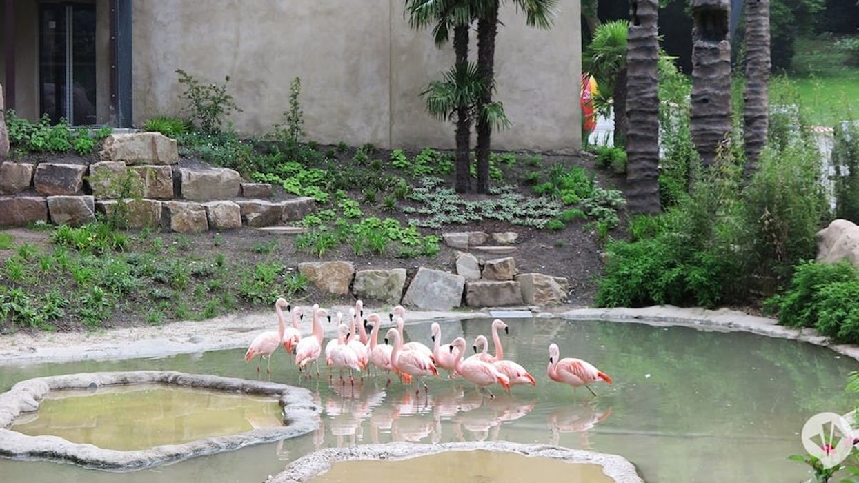 Aralandia Wuppertal Zoo dan pearlman