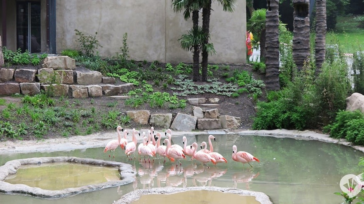 Aralandia Wuppertal Zoo dan pearlman