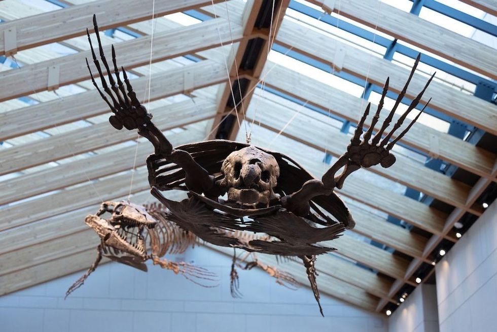 Archelon, the largest turtle ever documented