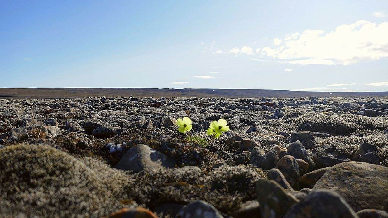 Arctic_poppy_among_rocks climate change conference environmentalism hope