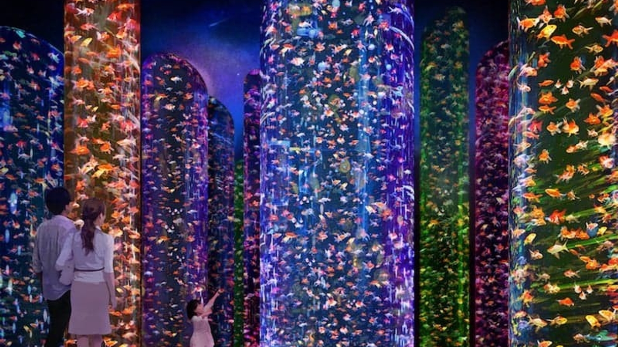 art aquarium