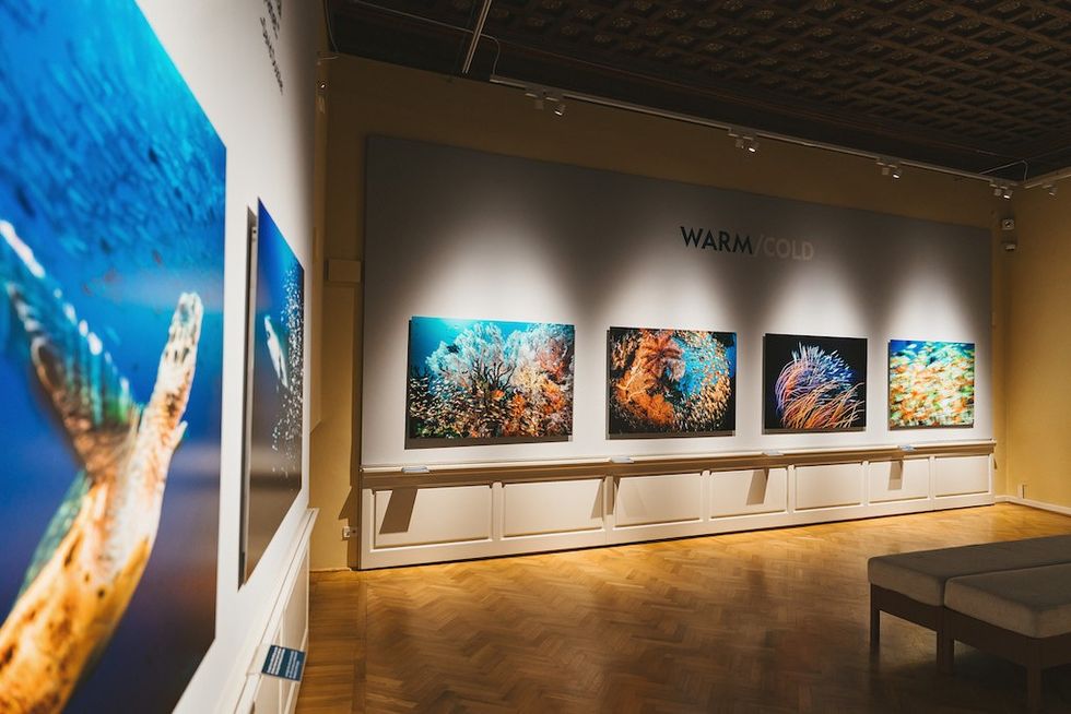 Art gallery with vibrant underwater photographs titled "WARM/COLD" on display.
