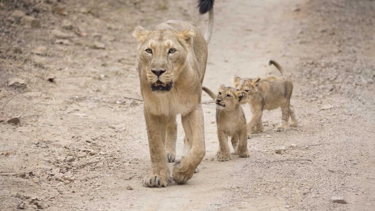 Asiatic Lion and cubs Zoological Society London