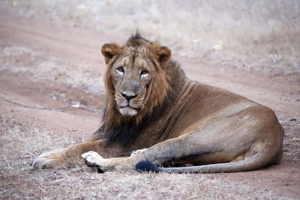 Asiatic Lion - Dominic Jermey talks to blooloop about conservation at ZSL