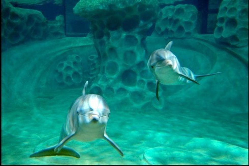 AT&T Dolphin Tales Georgia Aquarium dolphin