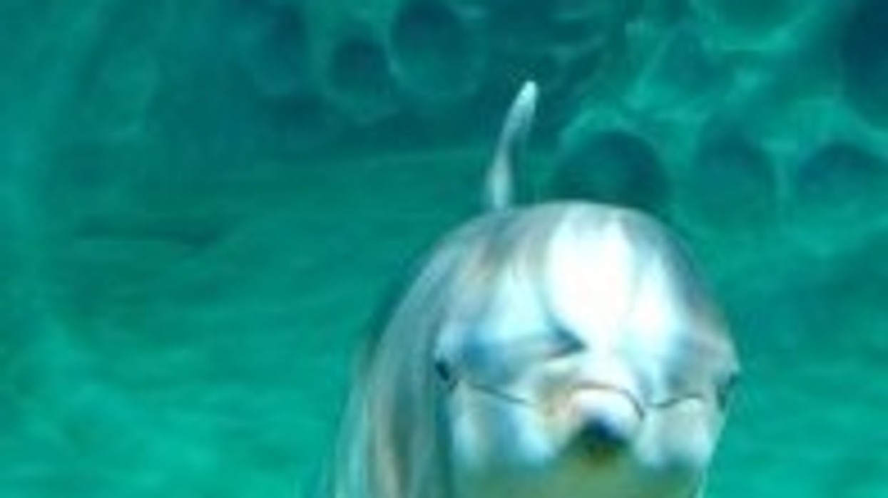 AT&T Dolphin Tales Georgia Aquarium