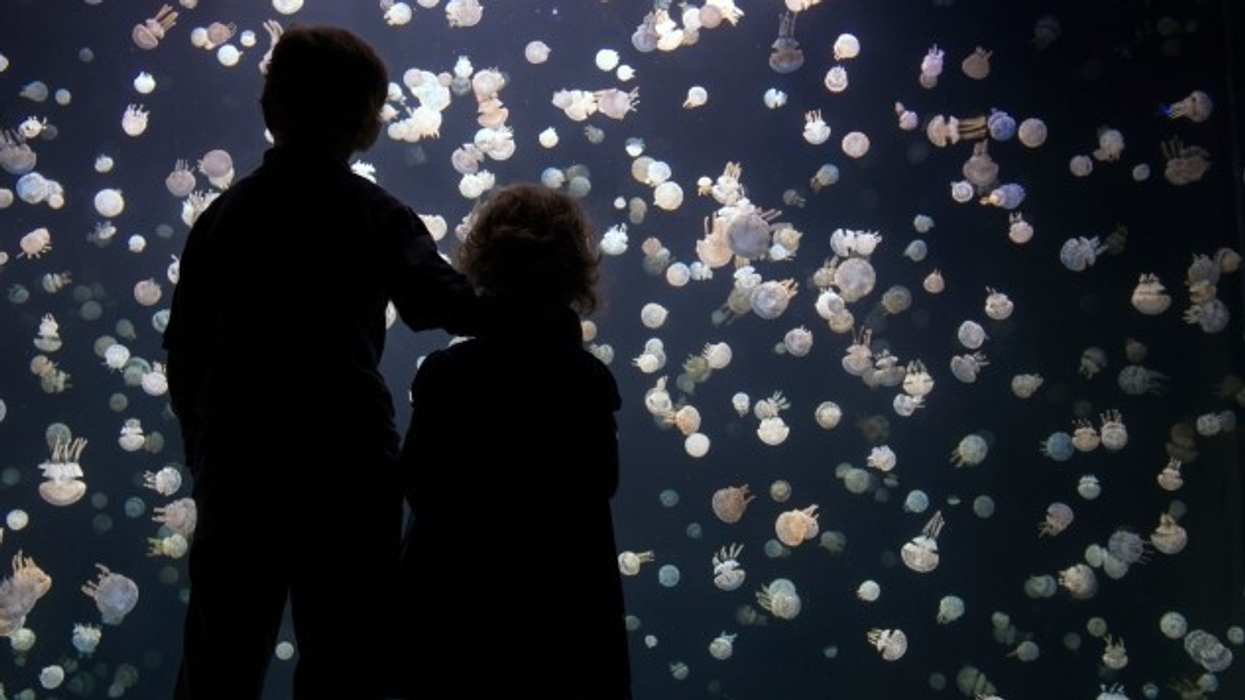 attractions industry coronavirus update - Vancouver Aquarium may be forced to close permanently
