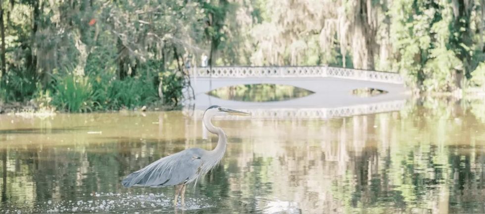 Attractions.io bird species Magnolia Plantation & Gardens