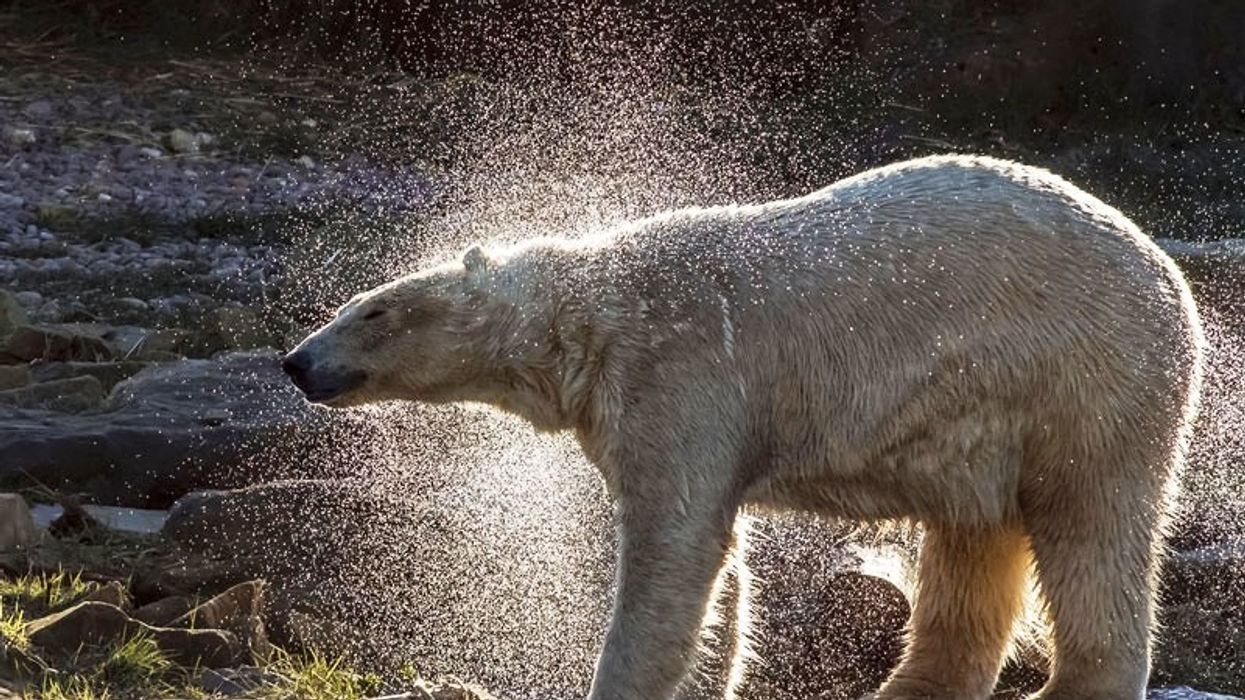 Attractions.io mobile app boosts engagement at Yorkshire Wildlife Park