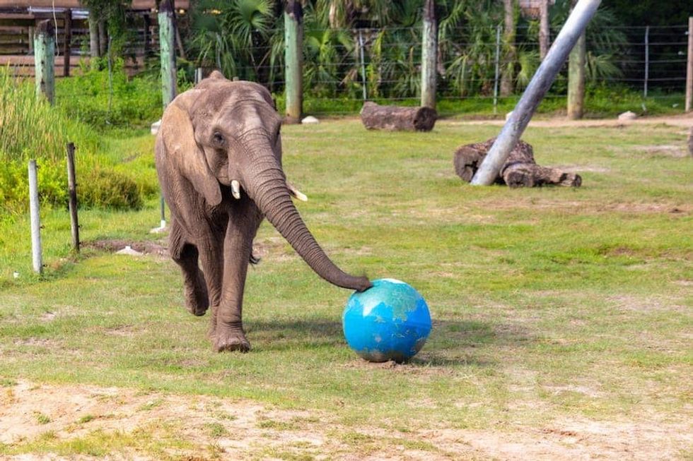 attractions.io provides app for ZooTampa